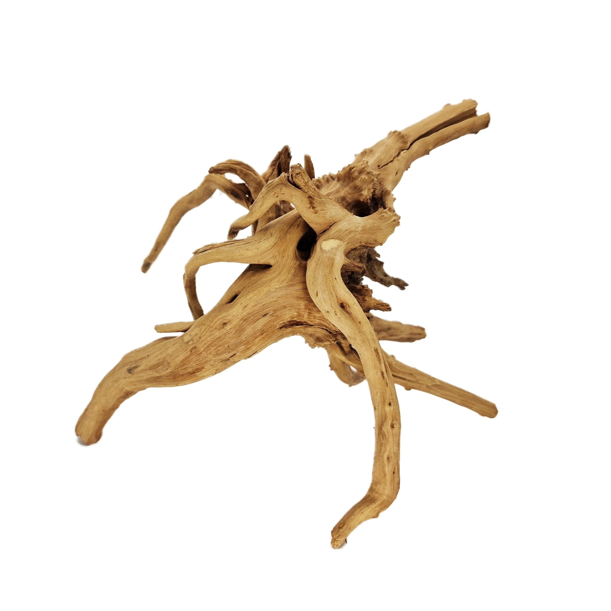 Hand Selected Spider Wood Azalea Root - Large - Castle Dawn Aquatics