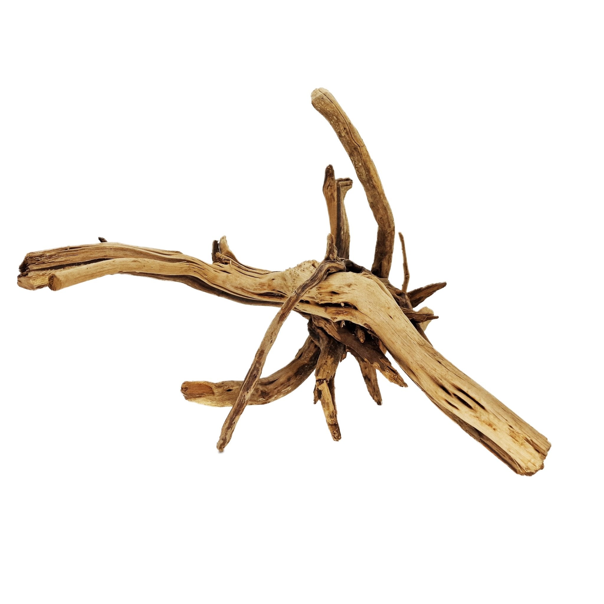 Hand Selected Spider Wood Azalea Root - Large - Castle Dawn Aquatics