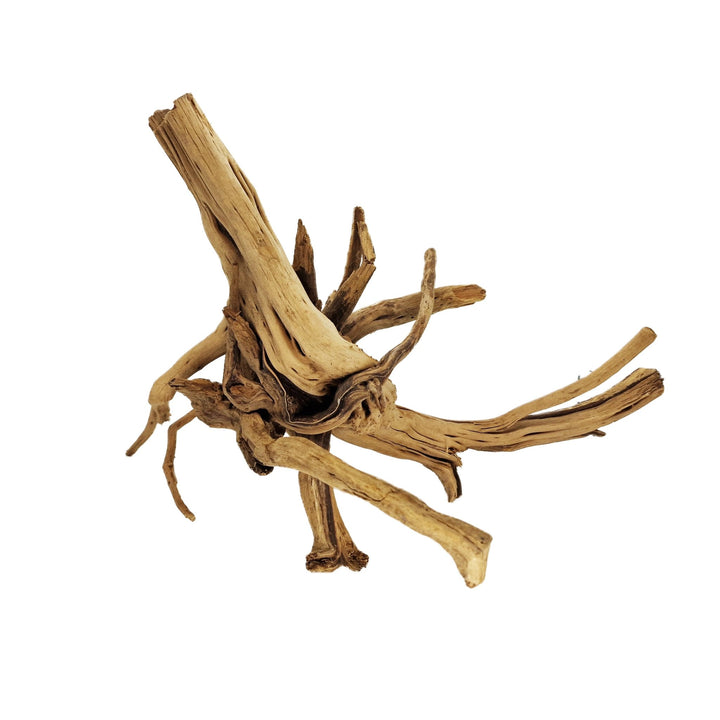 Hand Selected Spider Wood Azalea Root - Large - Castle Dawn Aquatics