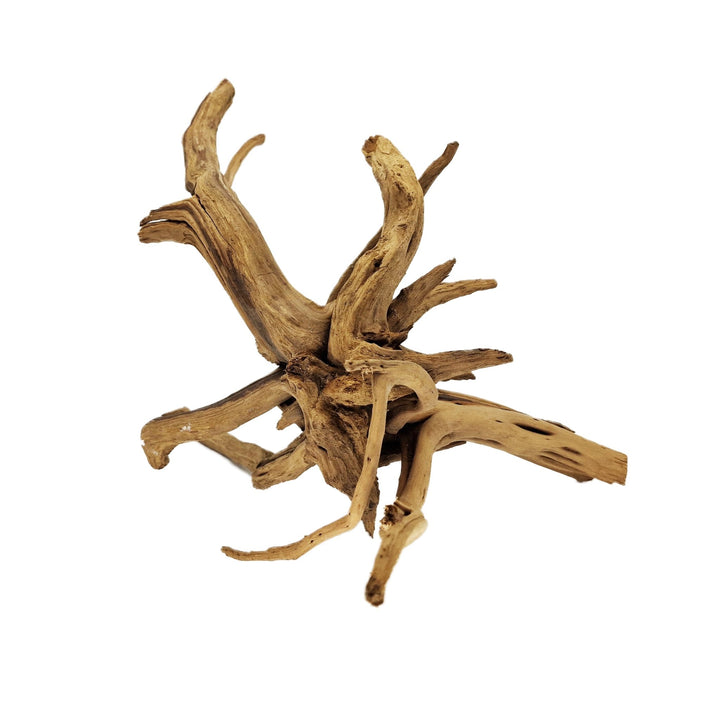 Hand Selected Spider Wood Azalea Root - Large - Castle Dawn Aquatics