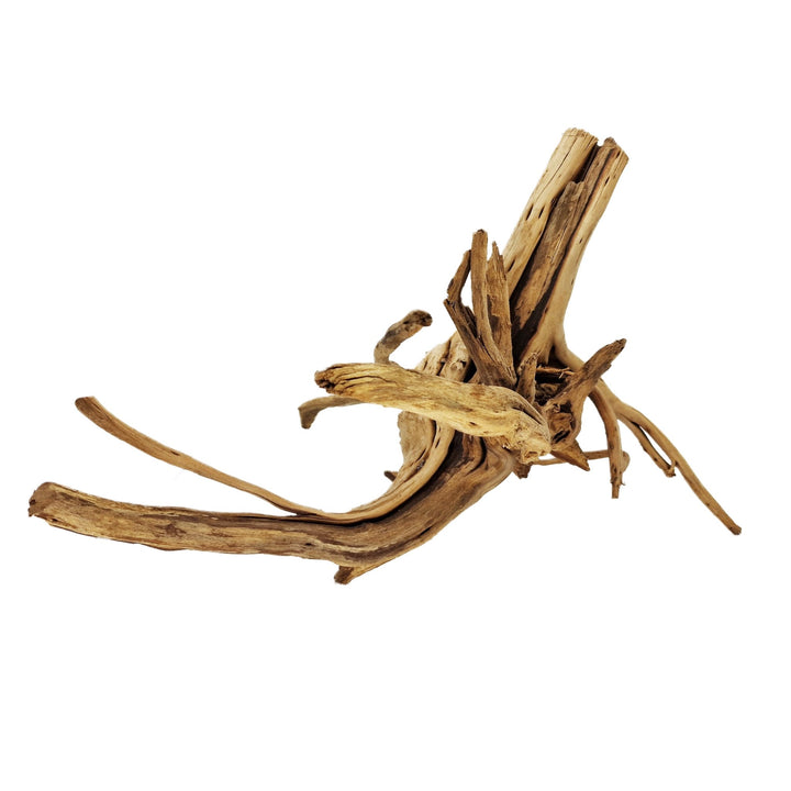 Hand Selected Spider Wood Azalea Root - Large - Castle Dawn Aquatics