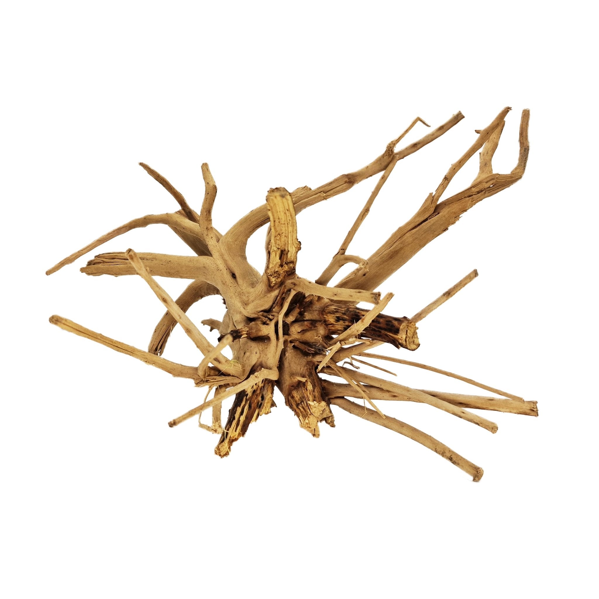 Racine Spider Wood sélectionnée pour hardscape naturel