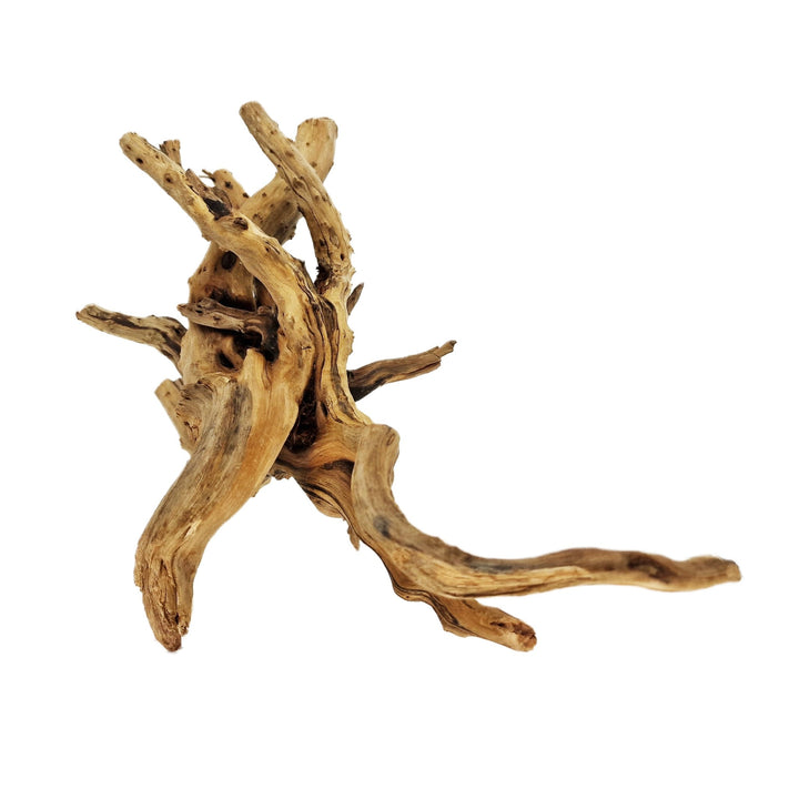 Hand Selected Spider Wood Azalea Root - Medium - Castle Dawn Aquatics