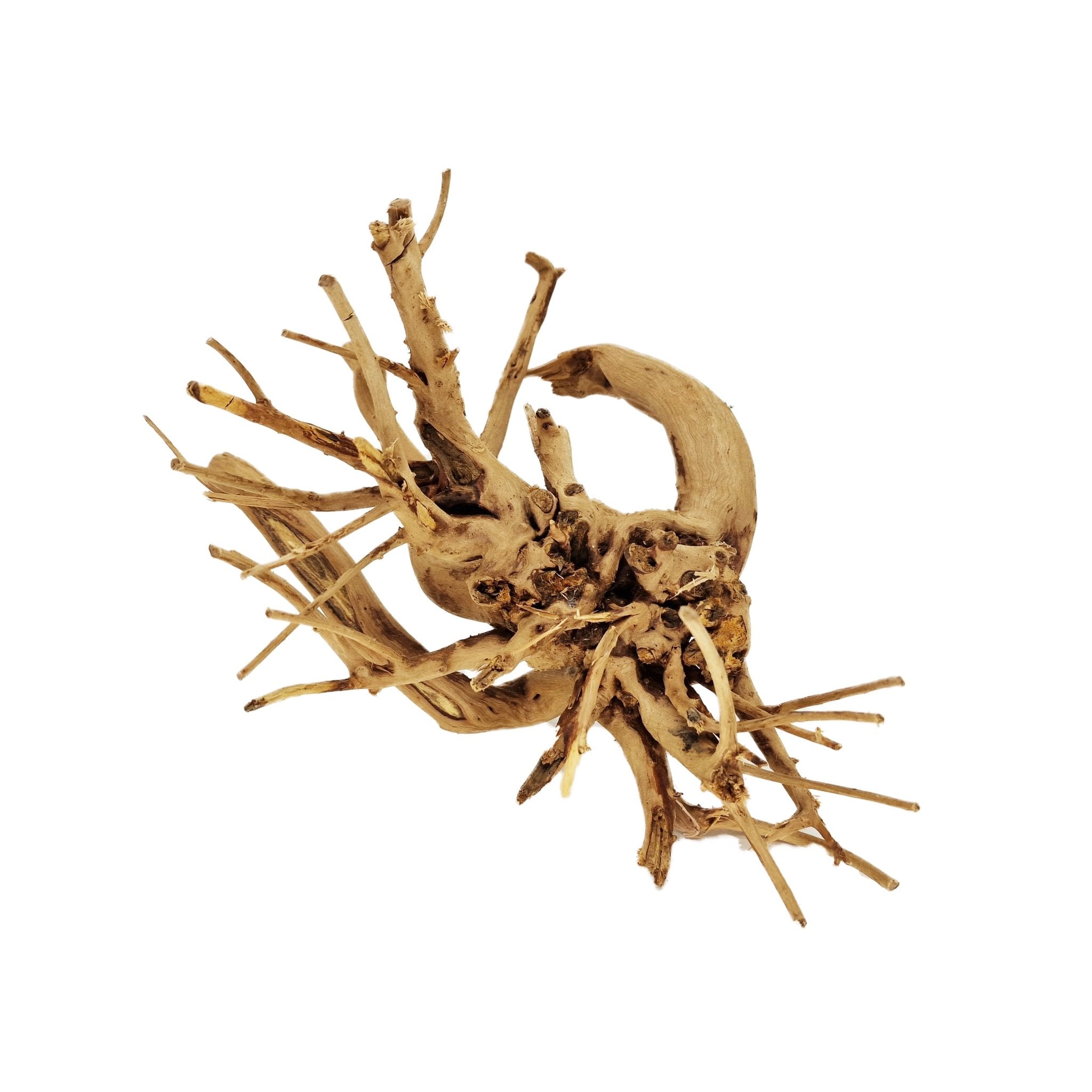 Hand Selected Spider Wood Azalea Root - Medium - Castle Dawn Aquatics