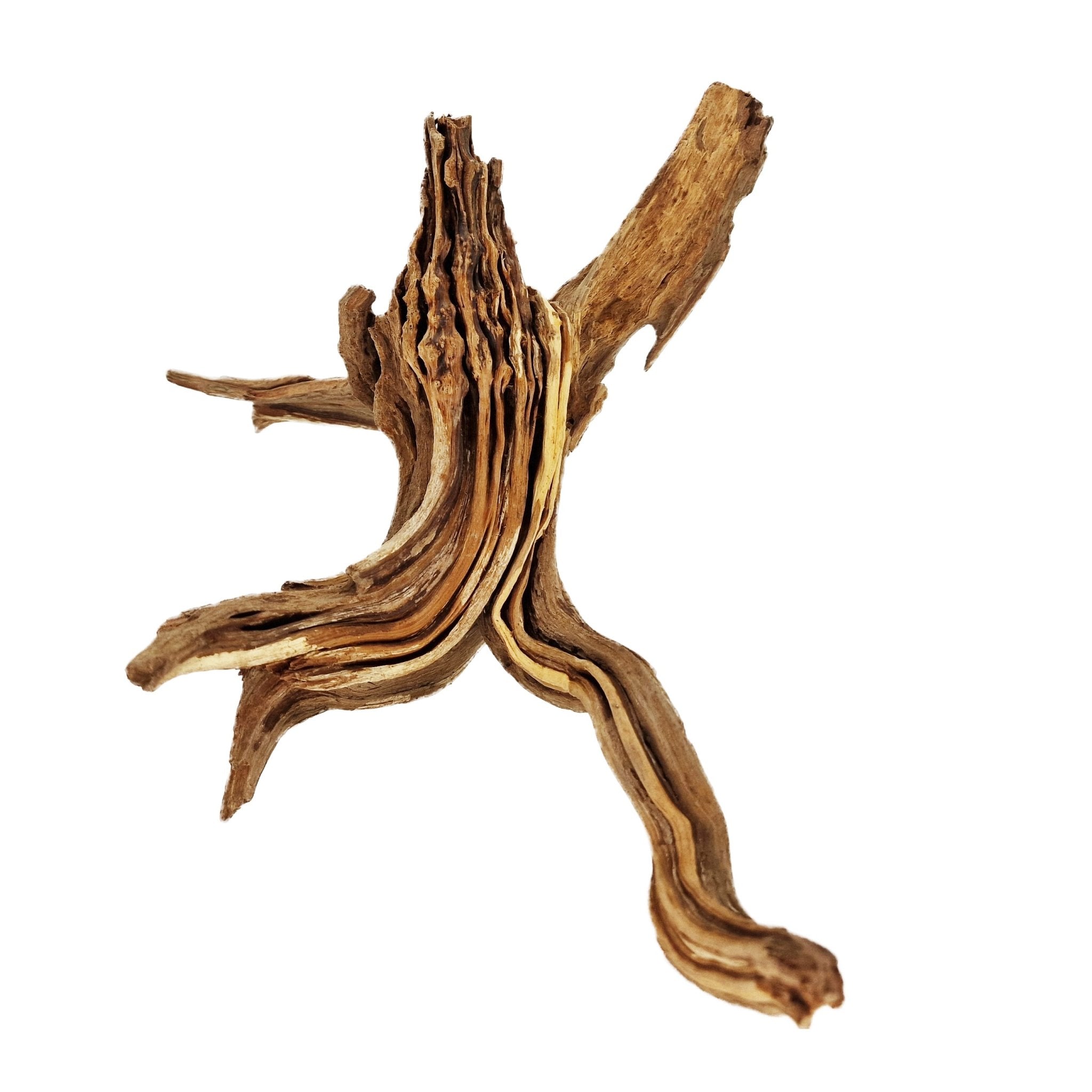 Hand Selected Spider Wood Azalea Root - Medium - Castle Dawn Aquatics