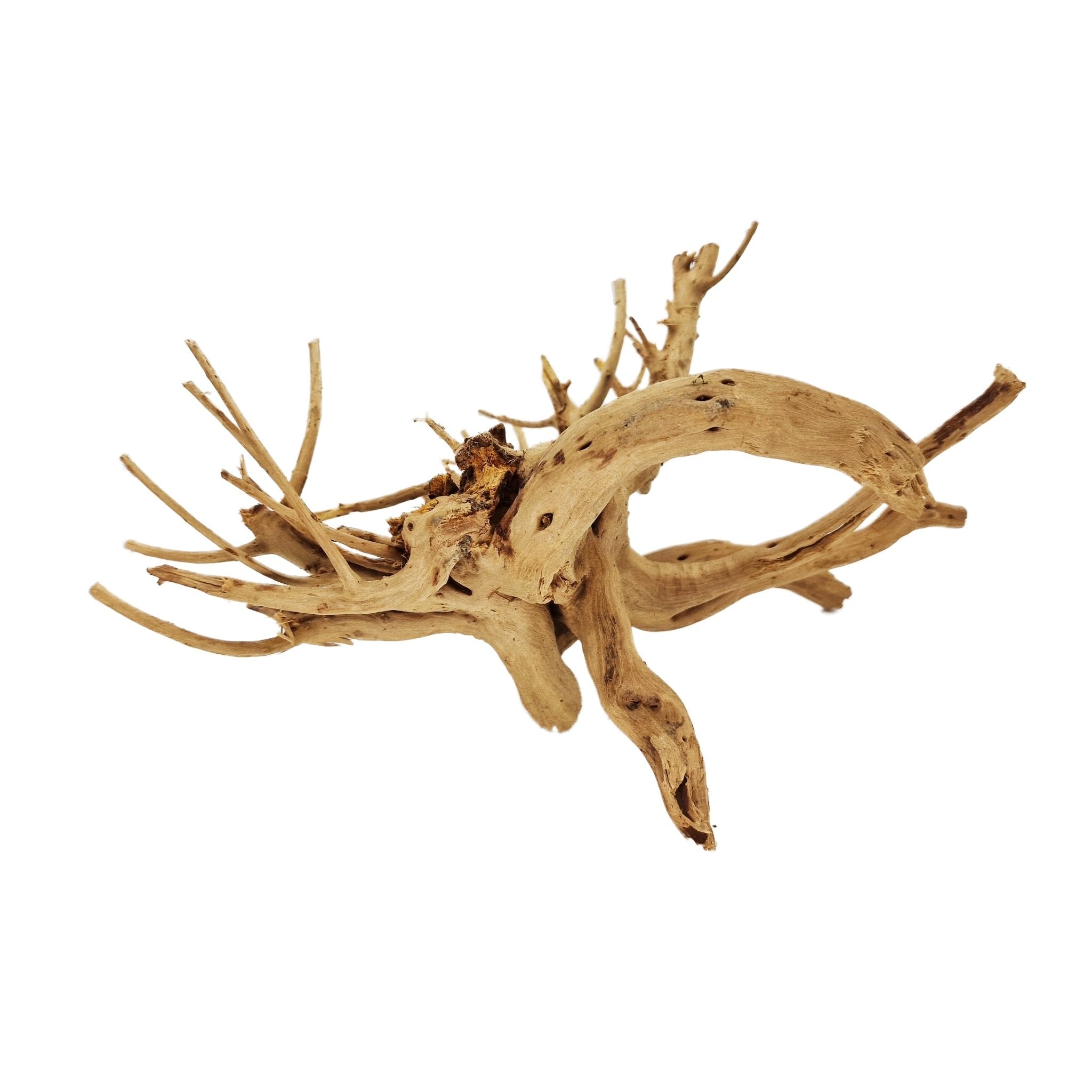 Hand Selected Spider Wood Azalea Root - Medium - Castle Dawn Aquatics