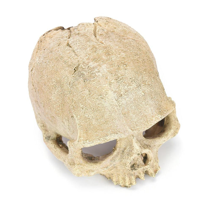 Human Skull Aquarium Ornament - Castle Dawn AquaticsAquarium Decor