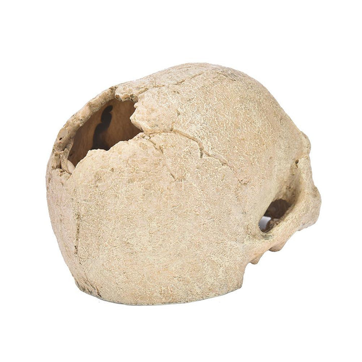 Human Skull Aquarium Ornament - Castle Dawn AquaticsAquarium Decor