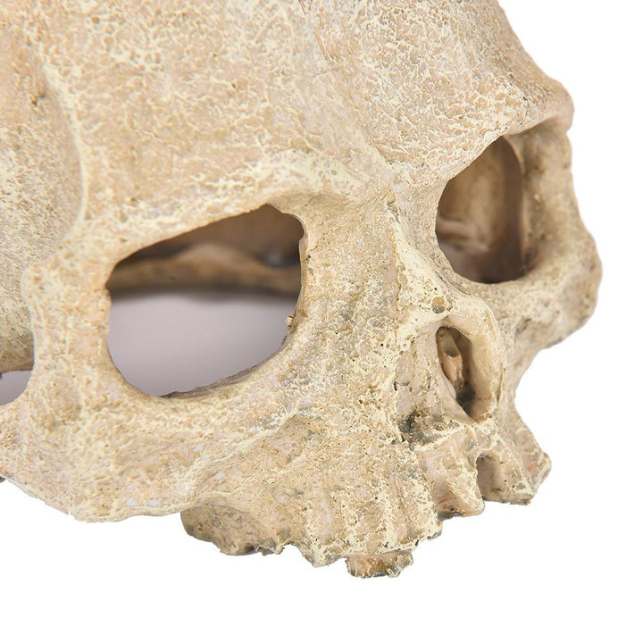 Human Skull Aquarium Ornament - Castle Dawn AquaticsAquarium Decor