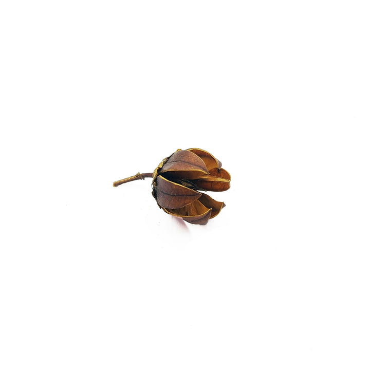 Indica Pods - Castle Dawn Aquatics