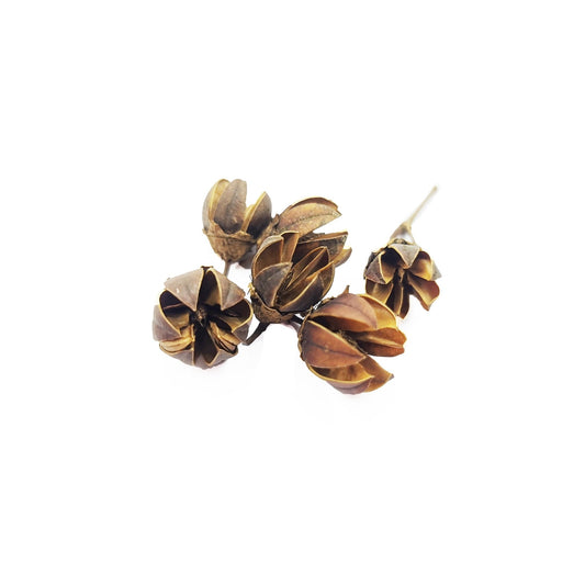 Indica Pods - Castle Dawn Aquatics