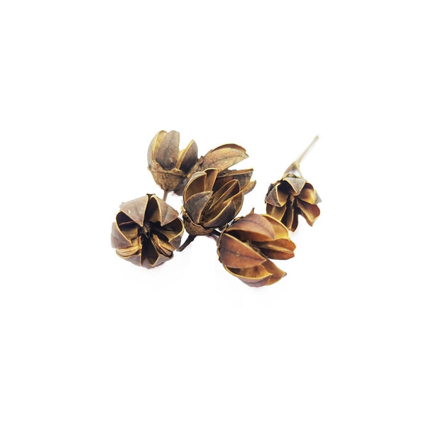Indica Pods - Castle Dawn Aquatics
