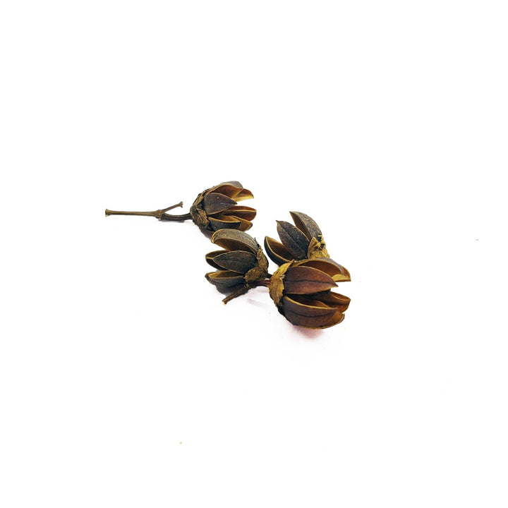 Indica Pods - Castle Dawn Aquatics