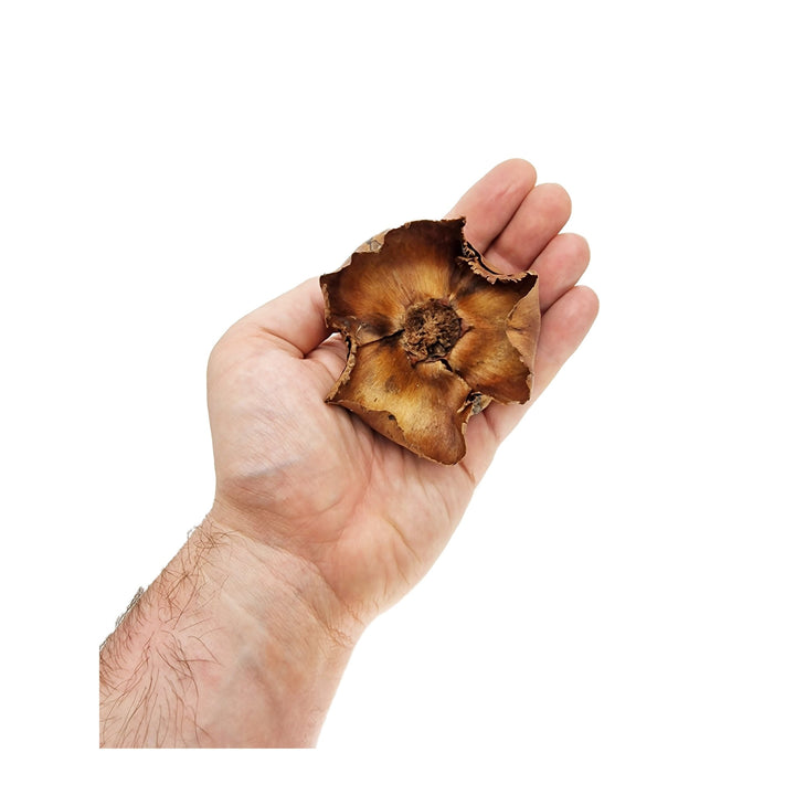 Large Coco Palm Flowers (3 Pack) - Castle Dawn Aquatics