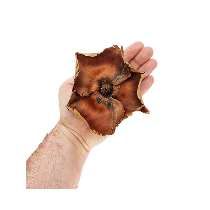 Large Coco Palm Flowers (3 Pack) - Castle Dawn Aquatics