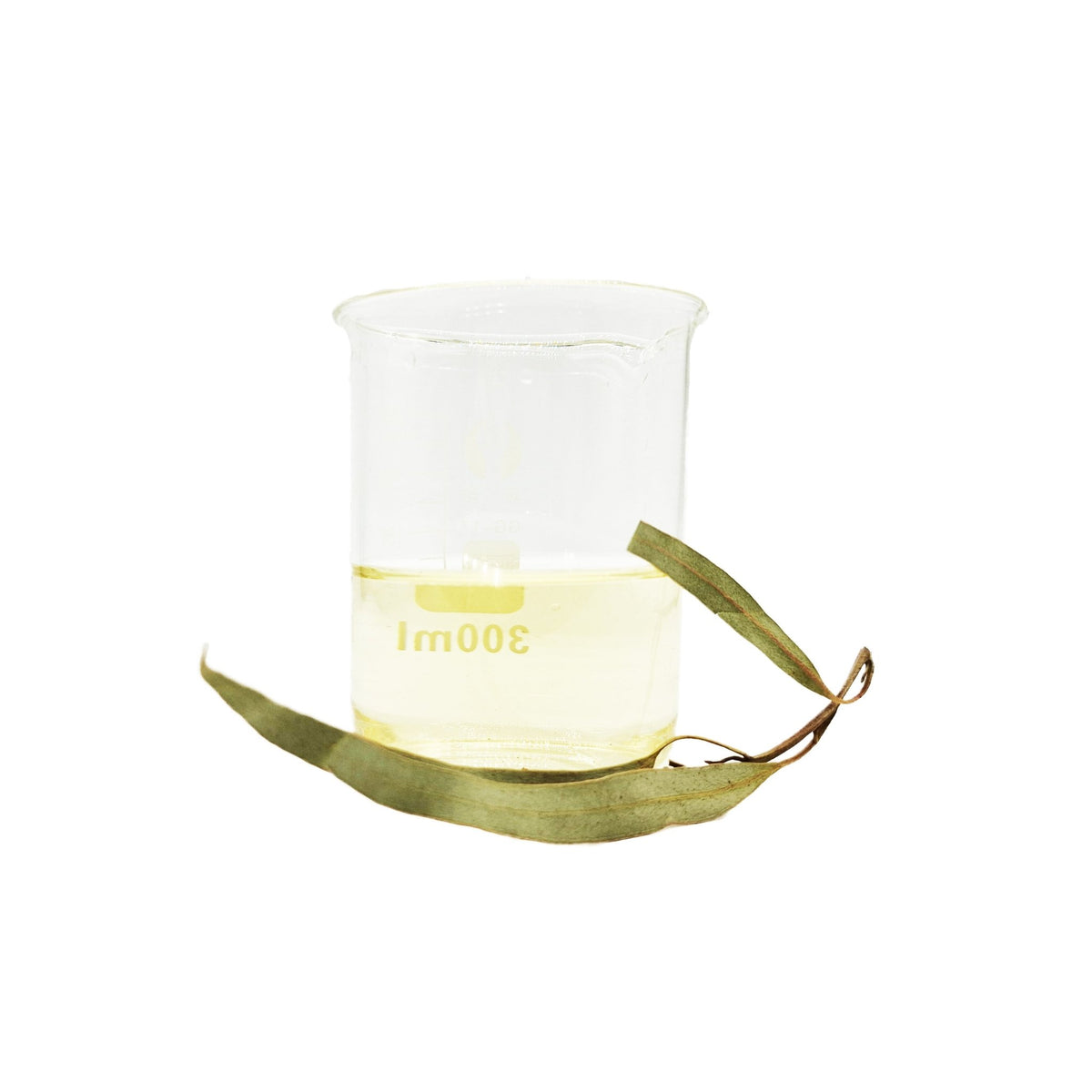 Aquatic Botanicals Eucalyptus Leaves Blackwater Biotope Aquariums