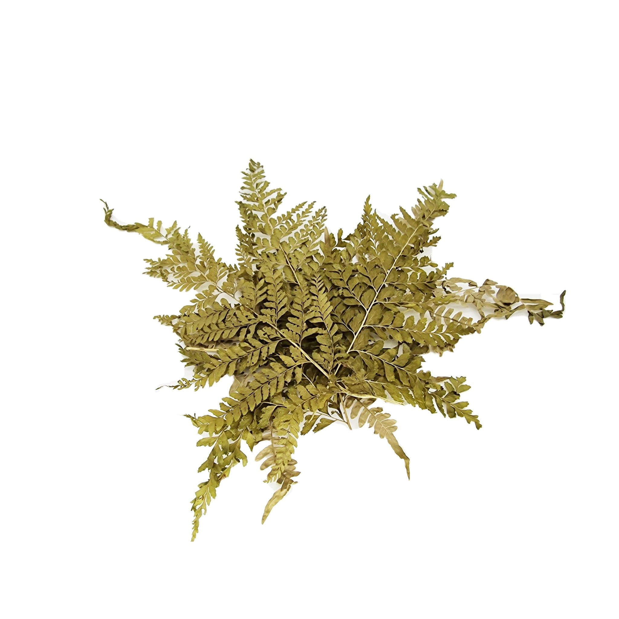 Large Fern Leaves (30 Pack) - Castle Dawn Aquatics