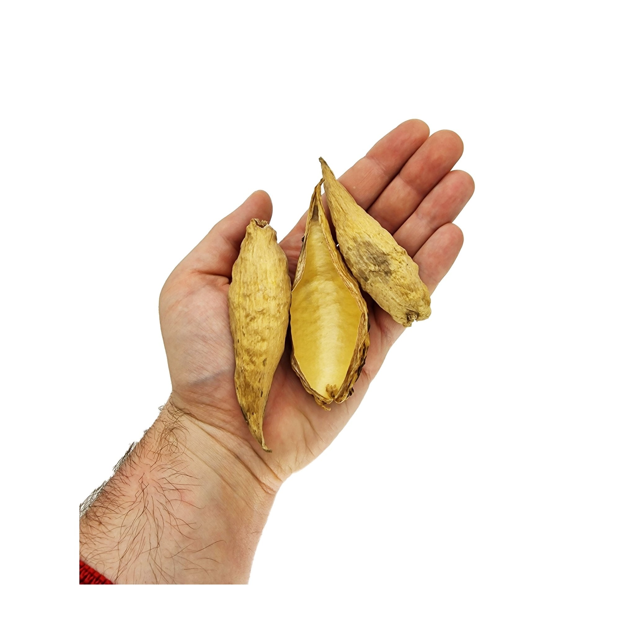 Large Milkweed Pods (40 Pack) - Castle Dawn Aquatics