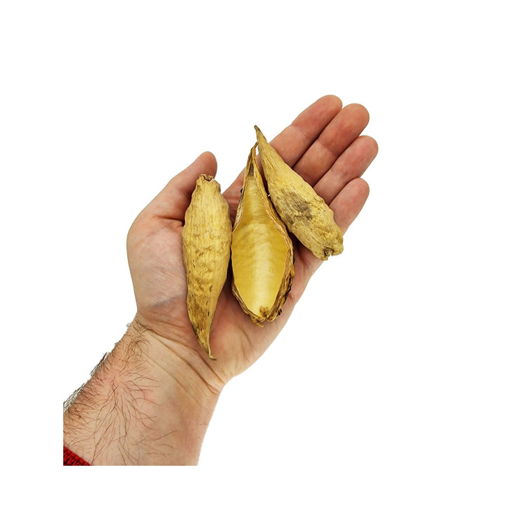 Large Milkweed Pods (40 Pack) - Castle Dawn Aquatics