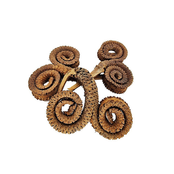 Ram Horn Pods for aquariums – natural biofilm-rich botanicals for shrimp and blackwater tanks