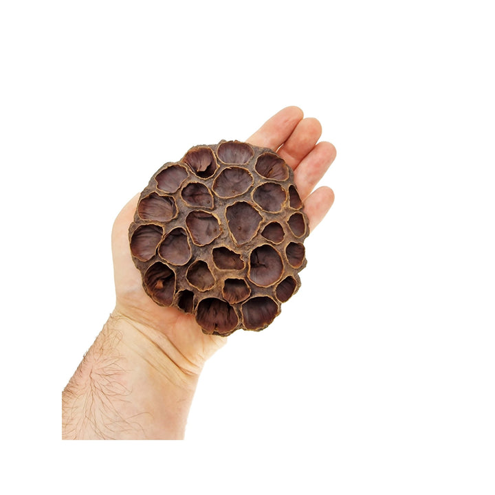 Lotus Flower Seed Pods (6 Pack) - Castle Dawn Aquatics