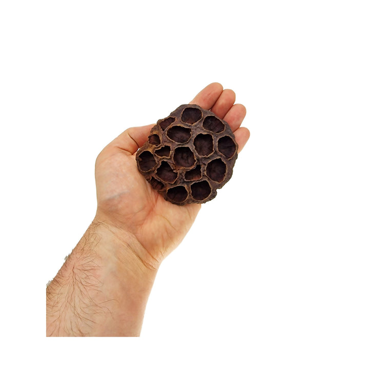 Lotus Flower Seed Pods (6 Pack) - Castle Dawn Aquatics