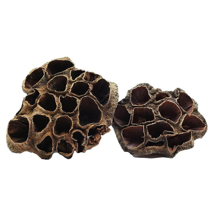 Lotus Flower Seed Pods - Castle Dawn AquaticsAquarium Aquatic Aquascaping Botanicals