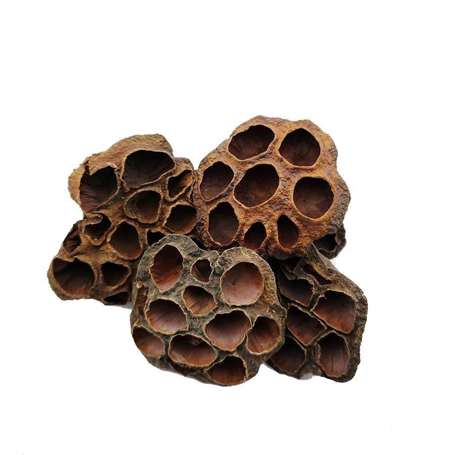 Lotus Flower Seed Pods - Castle Dawn AquaticsAquarium Aquatic Aquascaping Botanicals