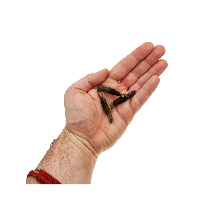 Magnolia Stems (30 Pack) - Castle Dawn Aquatics