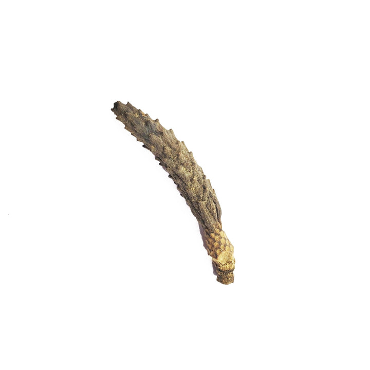 Magnolia Stems - Castle Dawn Aquatics