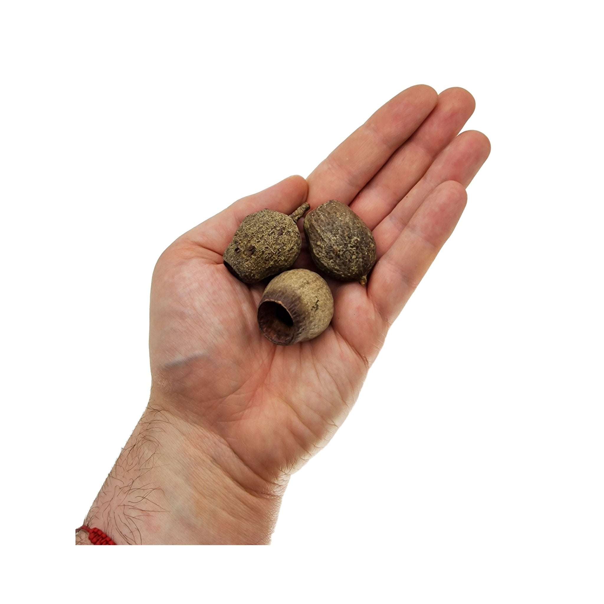 Medium Gumnuts Pods (12 Pack) - Castle Dawn Aquatics