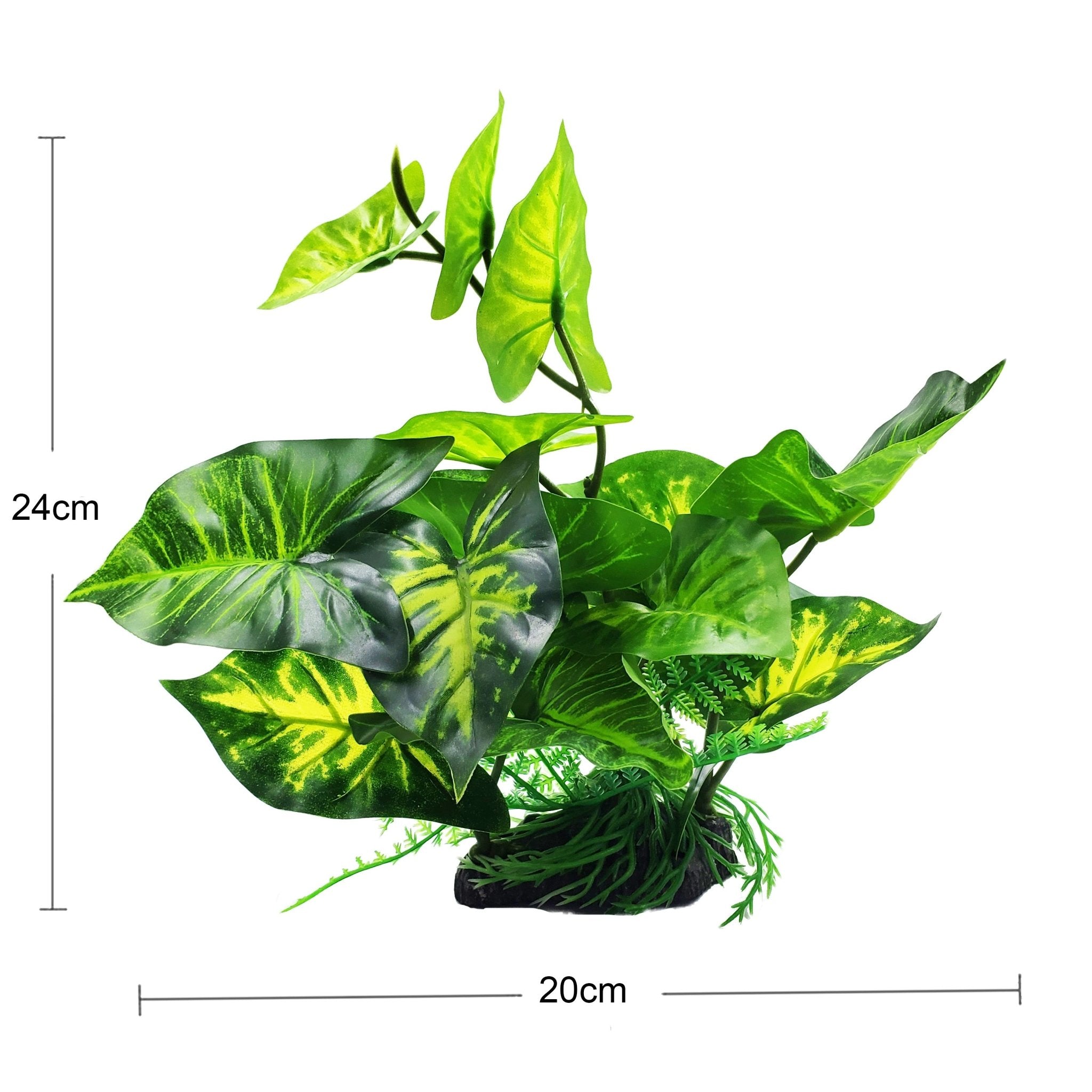 Medium Silk Green & Yellow Caladium Plant - Castle Dawn Aquatics