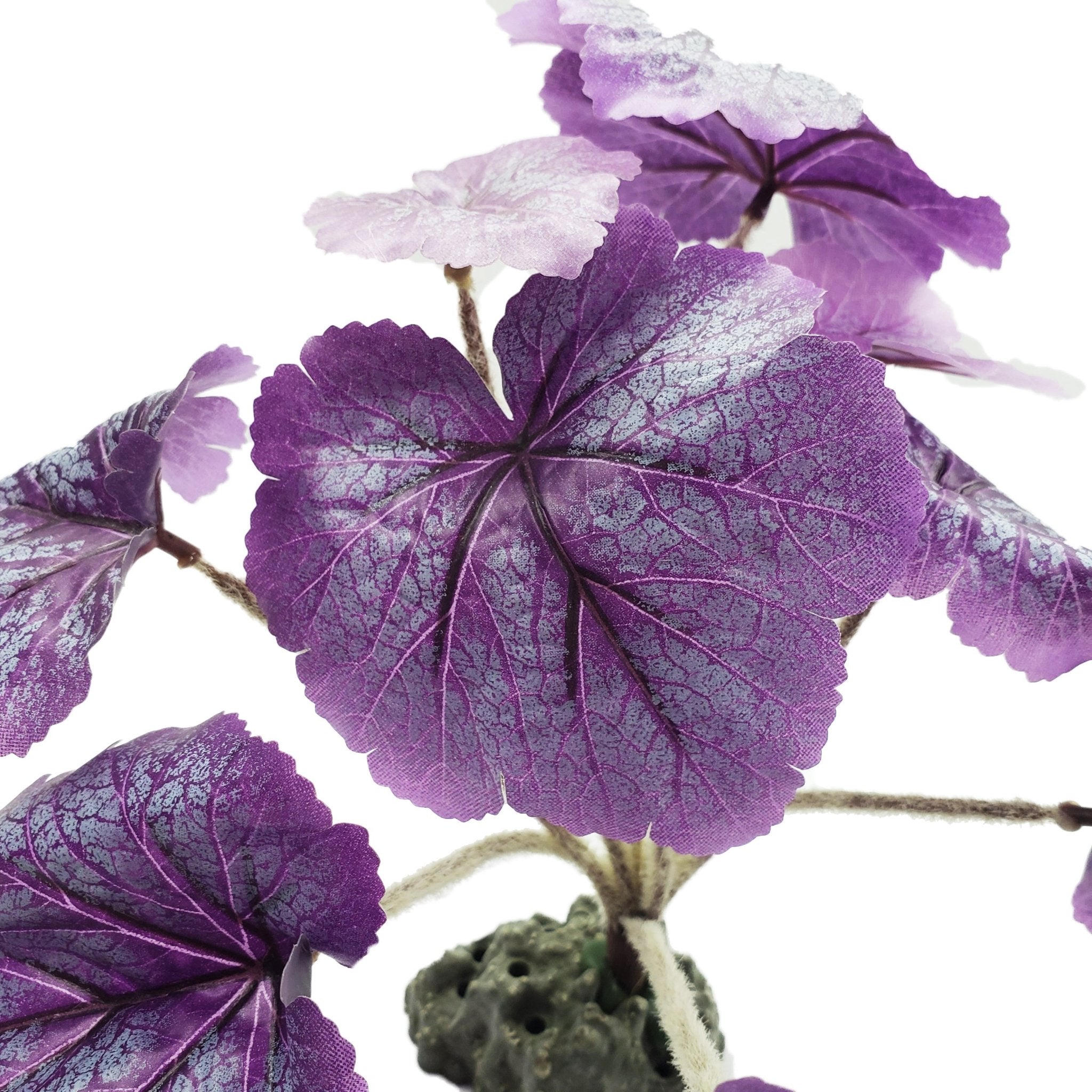 Medium Silk Purple Leaf Heuchera Plant - Castle Dawn Aquatics