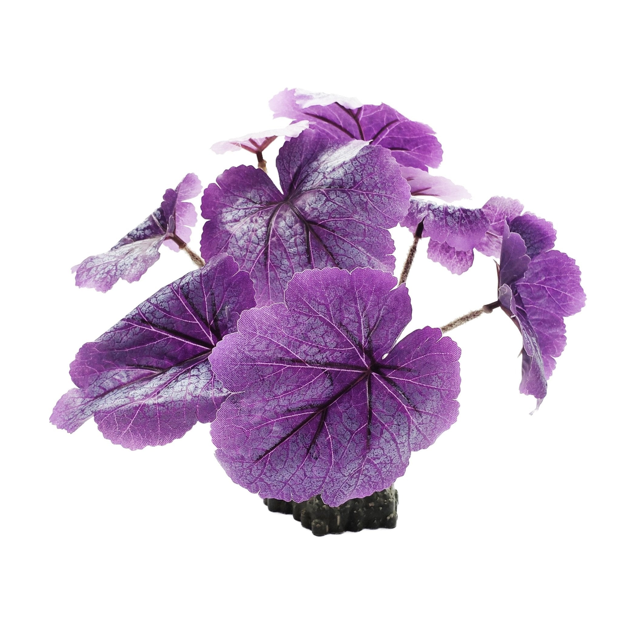 Medium Silk Purple Leaf Heuchera Plant - Castle Dawn Aquatics