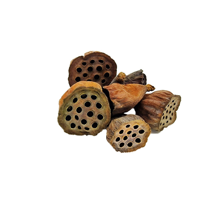 lotus flower seed pods Mini Lotus Flower Seed Pods (12 Pack)