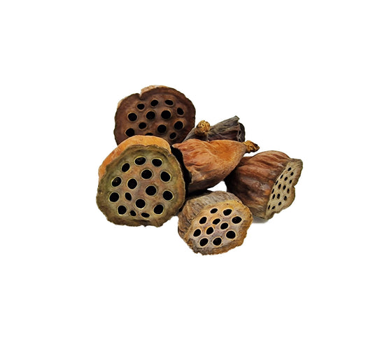 Mini Lotus Flower Seed Pods (12 Pack) - Castle Dawn Aquatics