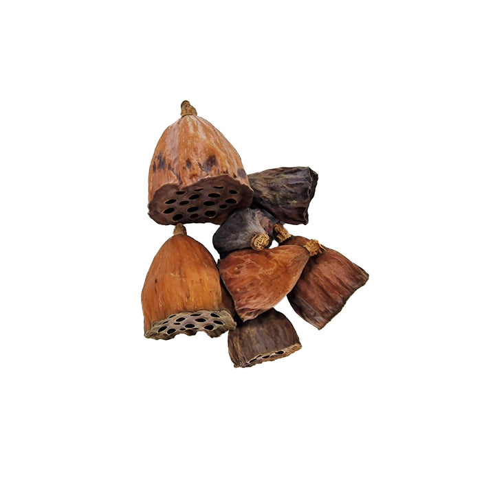 Mini Lotus Flower Seed Pods (12 Pack) - Castle Dawn Aquatics