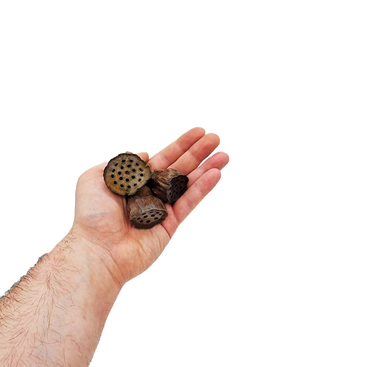 mini lotus flower seeds Mini Lotus Flower Seed Pods (12 Pack)