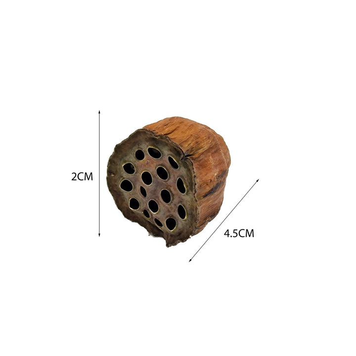 mini lotus flower seeds Mini Lotus Flower Seed Pods (12 Pack)