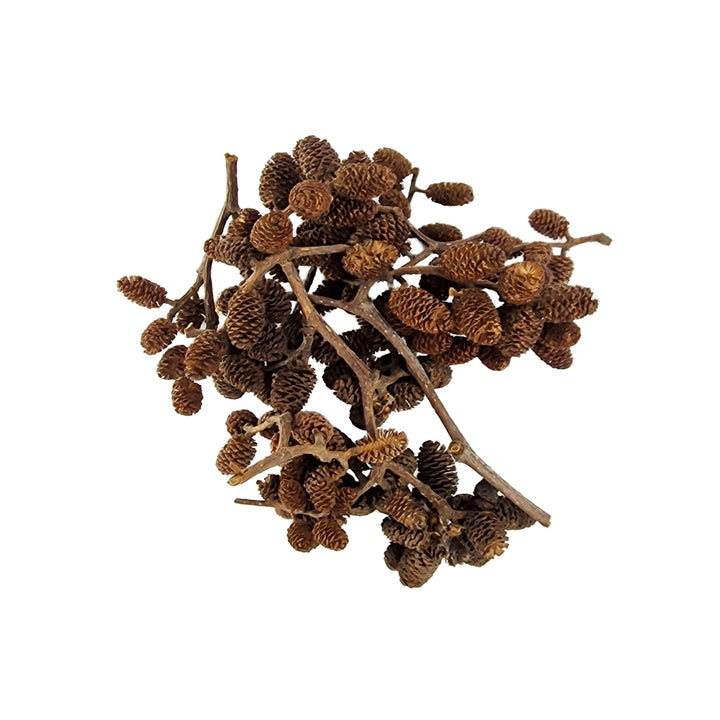 Nano Alder Cones on Stalk (30 Pack) - Castle Dawn Aquatics