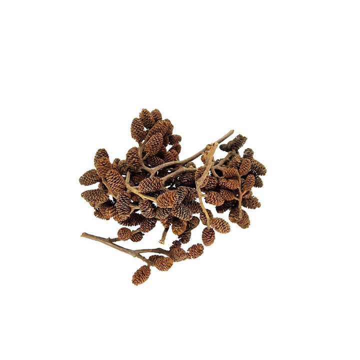 Nano Alder Cones on Stalk (30 Pack) - Castle Dawn Aquatics