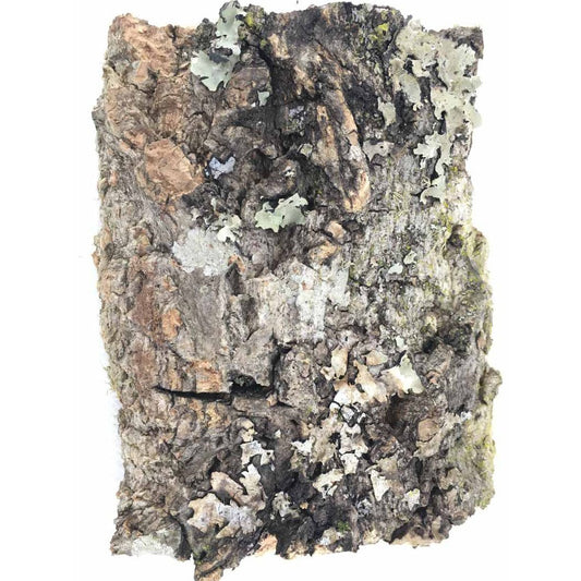 Natural Champagne Cork Bark Aquarium Background Tile - Castle Dawn AquaticsHardscape Materials