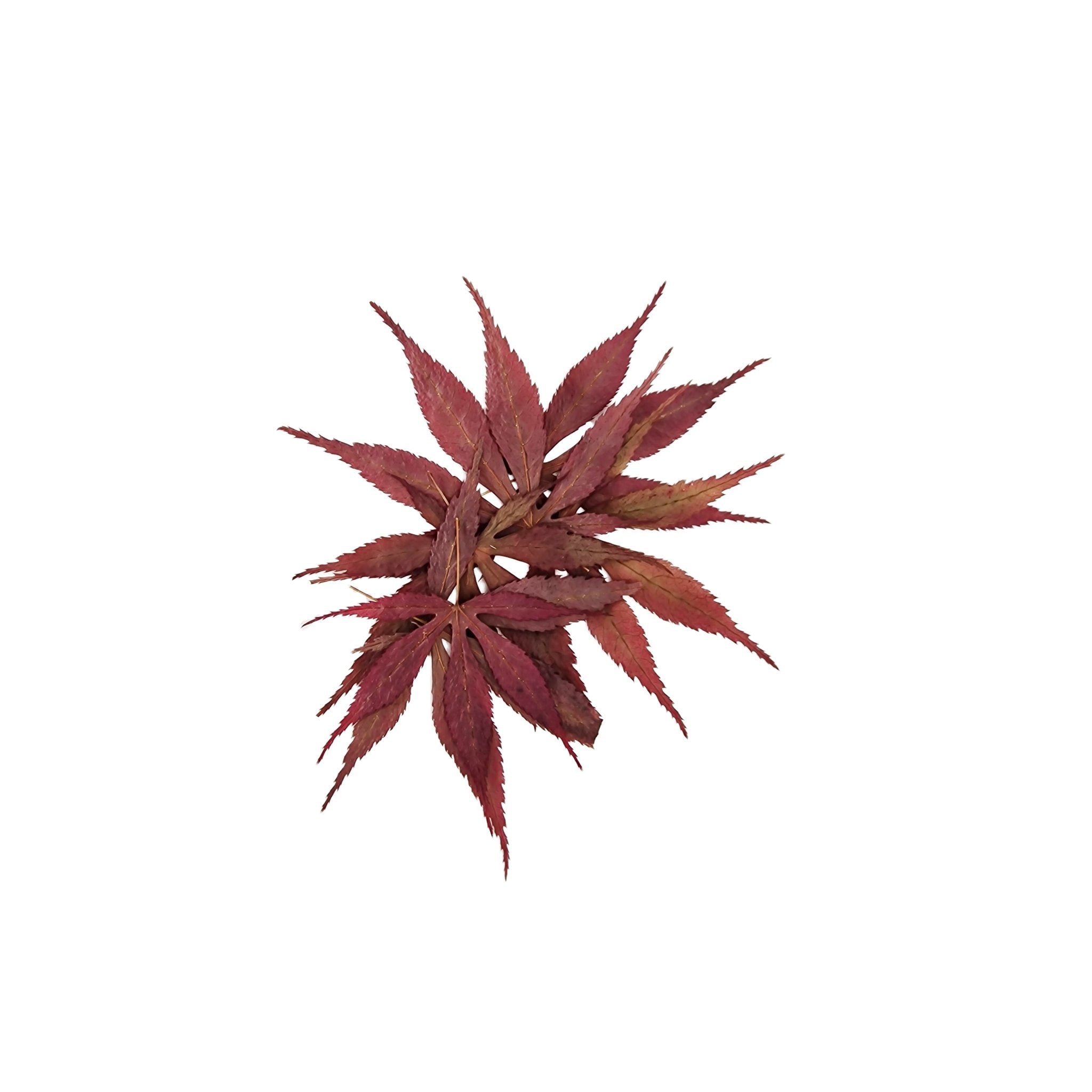 Red Japanese Maple Leaves - Castle Dawn Aquatics