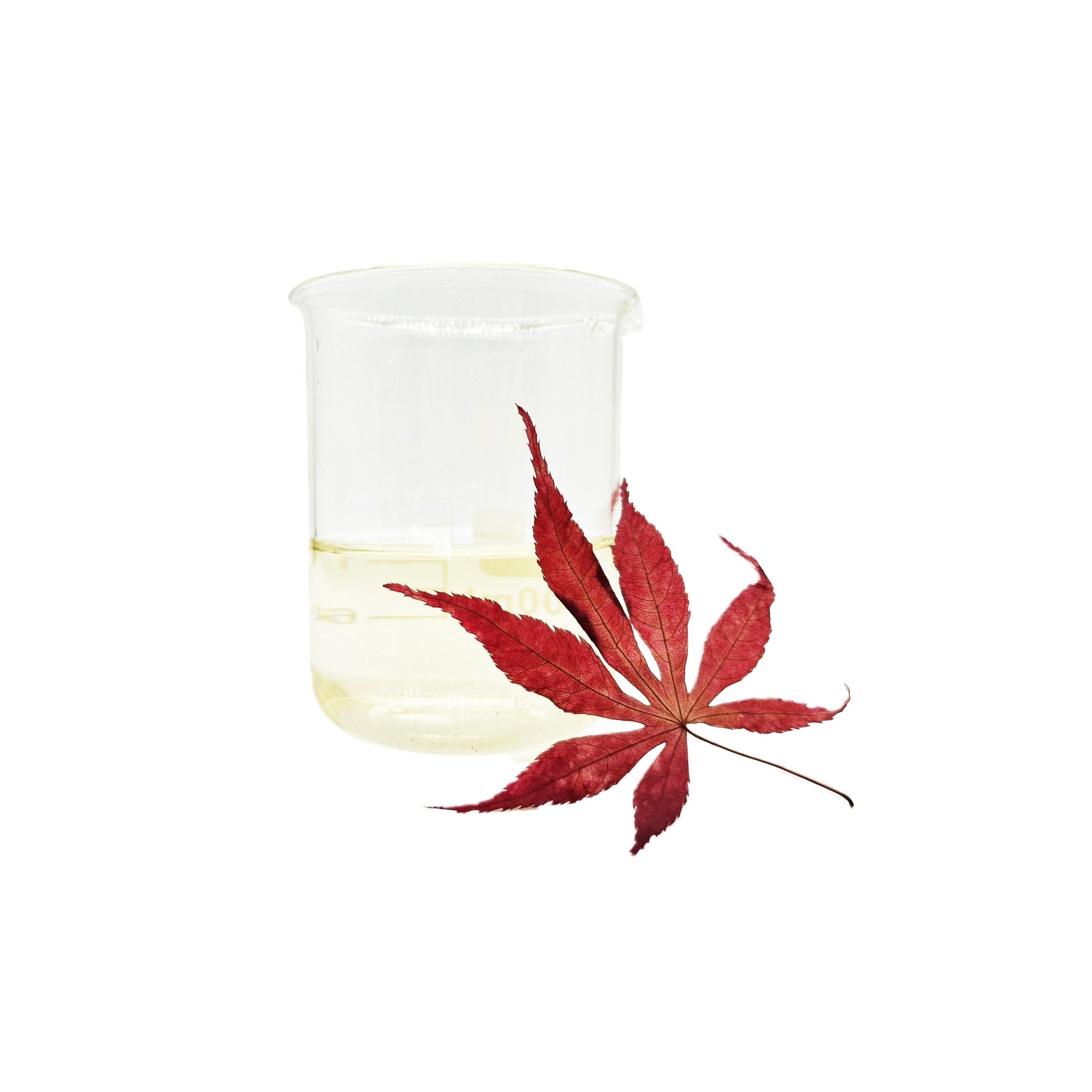 Red Japanese Maple Leaves - Castle Dawn Aquatics