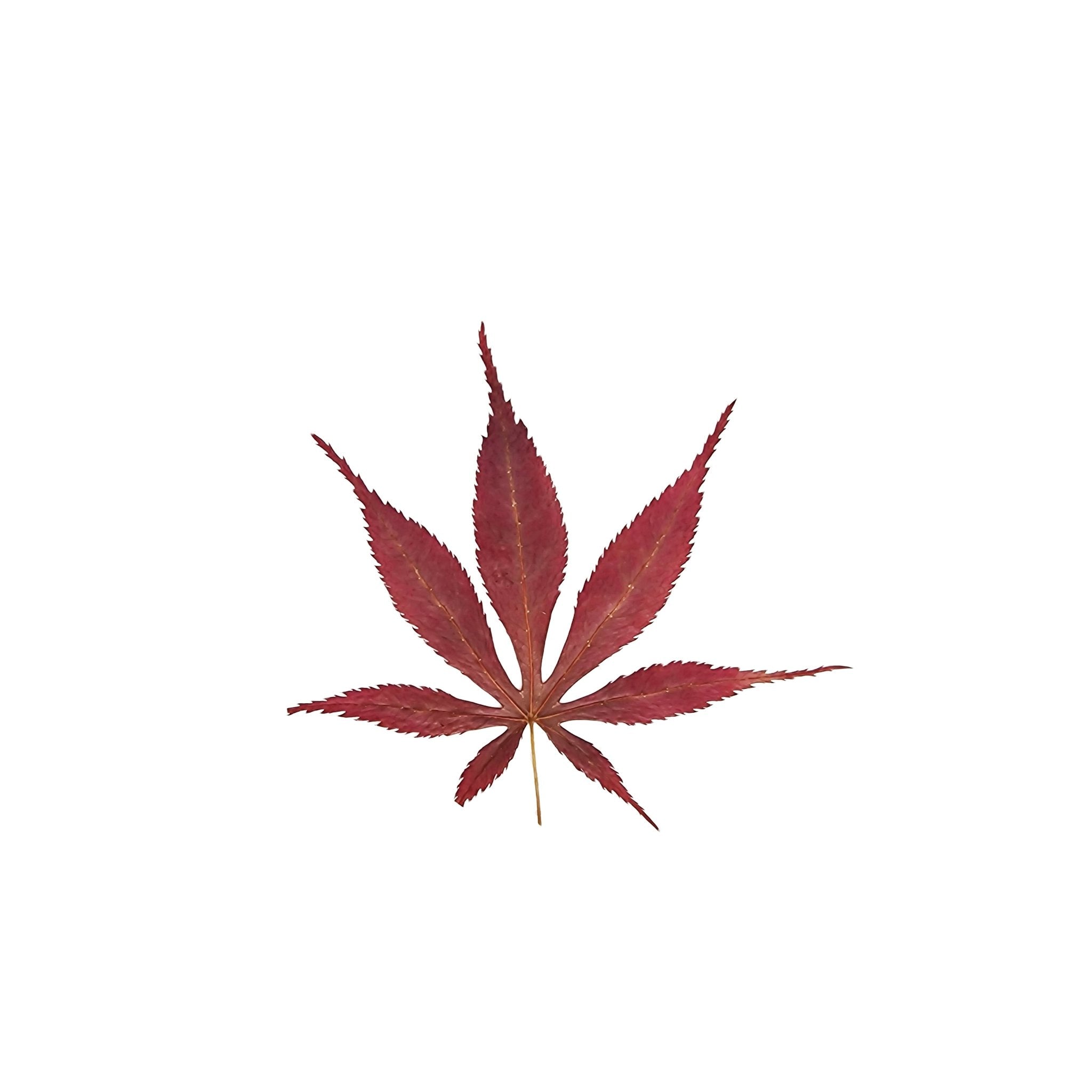 Red Japanese Maple Leaves - Castle Dawn Aquatics