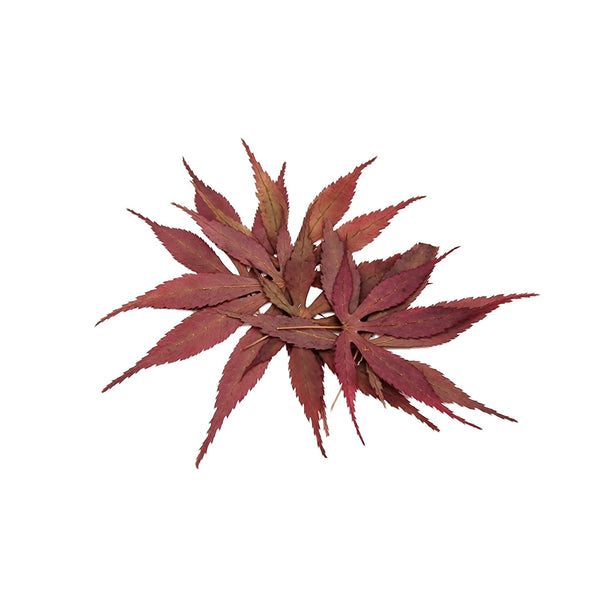 Red Japanese Maple Leaves - Castle Dawn Aquatics