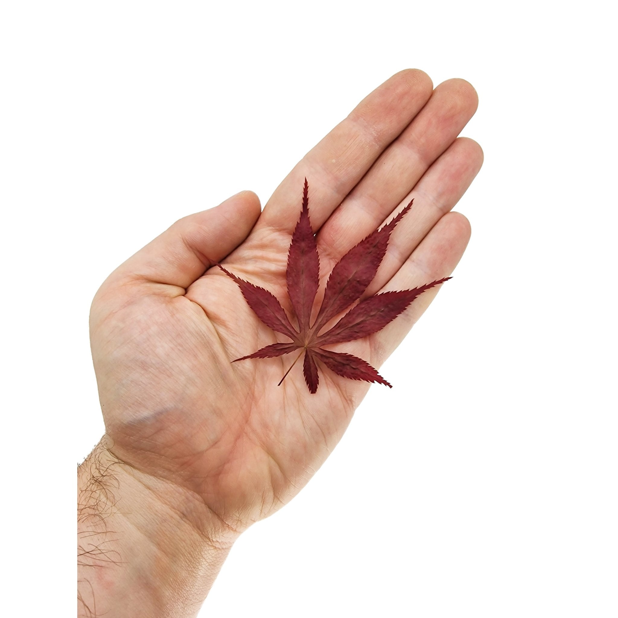 Red Japanese Maple Leaves - Castle Dawn Aquatics