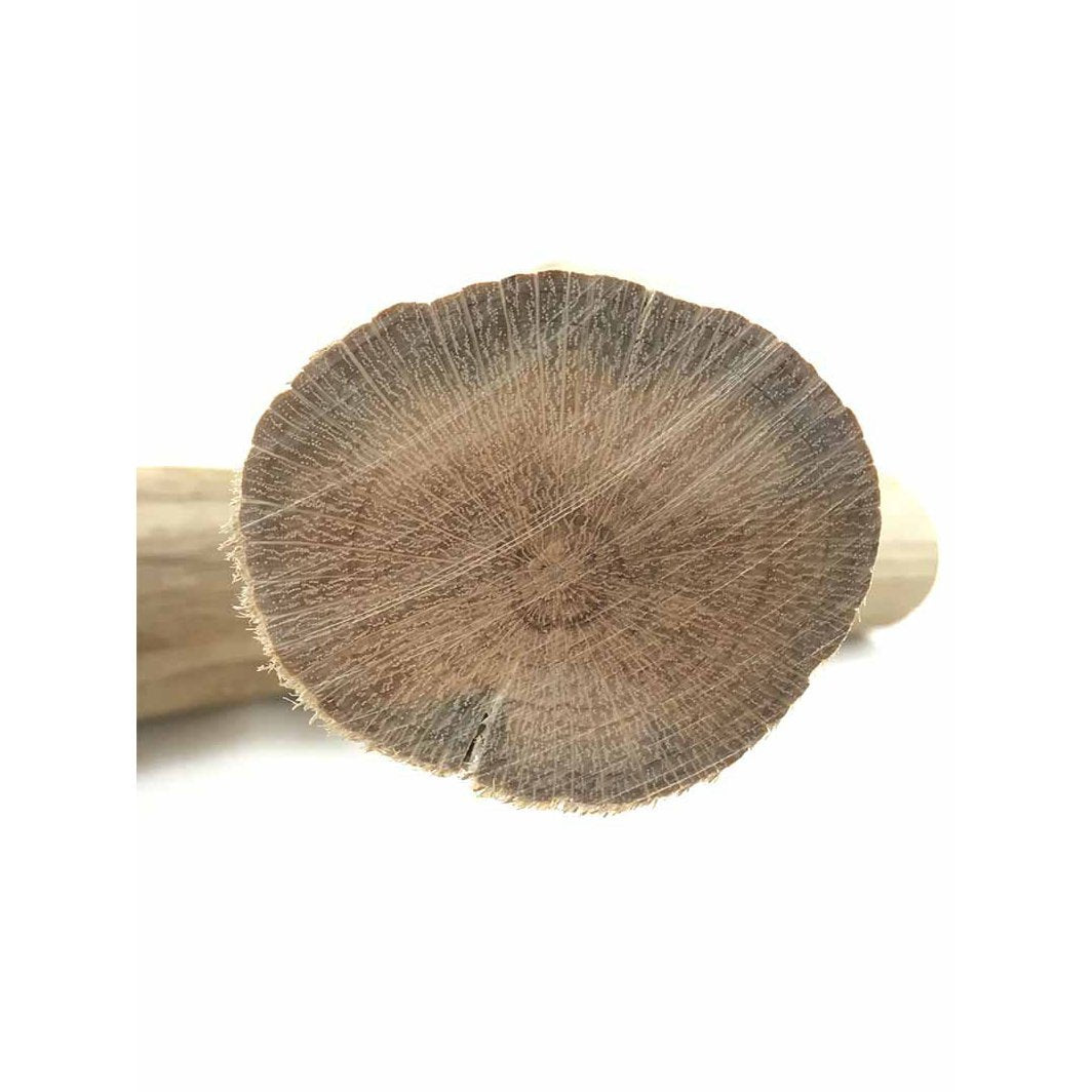 Sandblasted Oak Wood Trunks - Castle Dawn AquaticsHardscape Materials