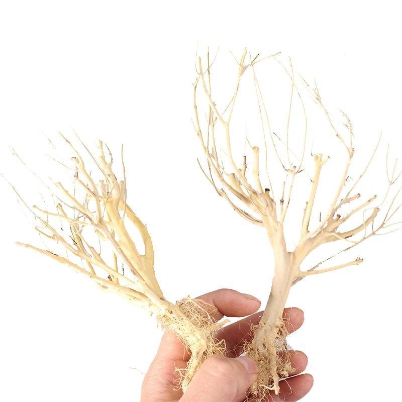 Archer Fake Water Plants Safe Accessories Resin Simulation Driftwood Tree  Root for Landscaping 