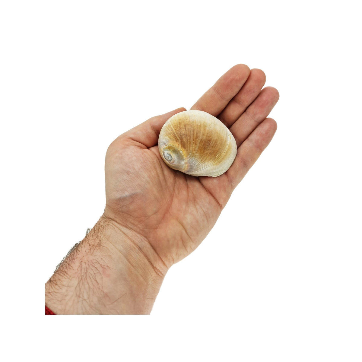 Aquarium Hardscape: Shell Dweller Cichlid Large Shells (8 Pack)